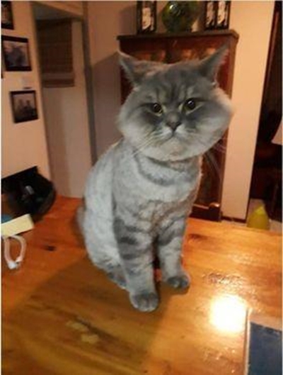 R1 000 reward for finding of cat