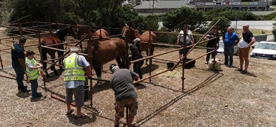 Patrol horses arrive in Mossel Bay