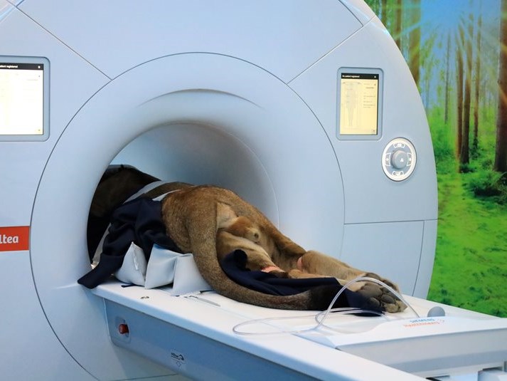 Big cat, big scan, big moment - lion cub gets MRI in George