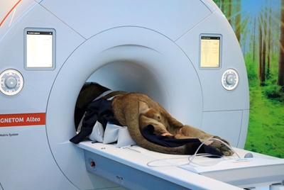 Big cat, big scan, big moment - lion cub gets MRI in George