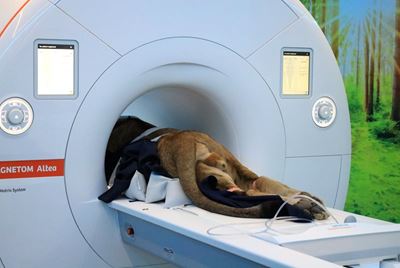 Big cat, big scan, big moment - lion cub gets MRI in George