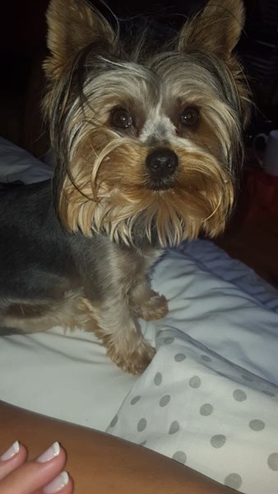 Help om Yorkie te vind