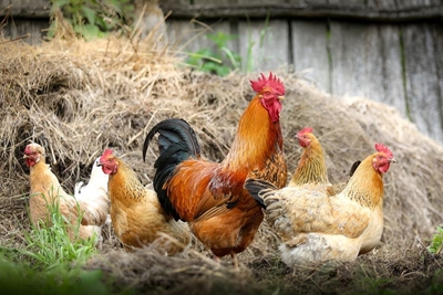 Concern about imported chicken paste