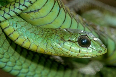 Summer time is snake time