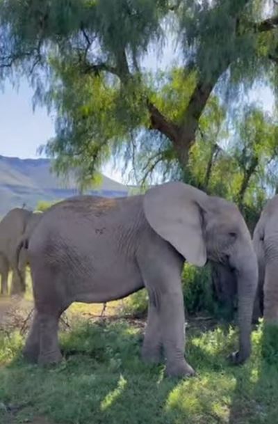 Addo-olifante gelukkig by Samara