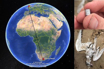Birds of a feather travel thousands of miles