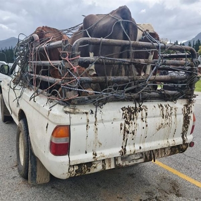4 bovines saved from death trip