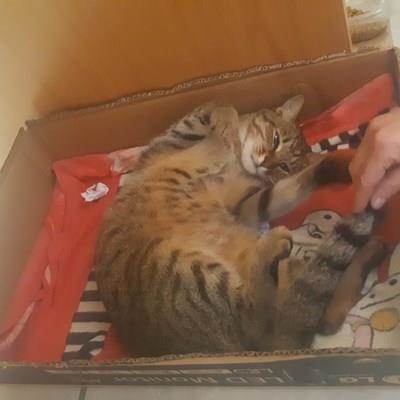 Waar is Kolonel Tiger?