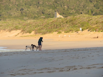 Plett marine birds in full plight