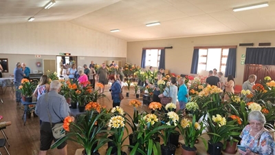 Stop en ruik die Clivias