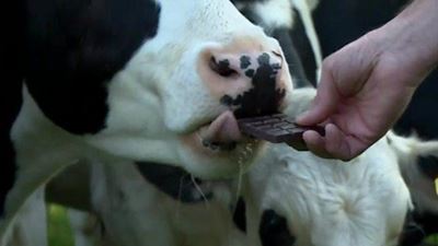 Taking chocs from cows