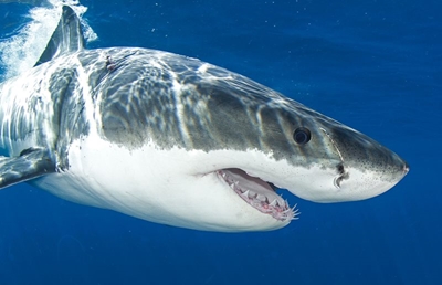 My Best Shark Cage Diving Experience Ever! 