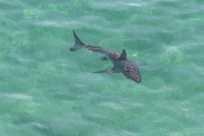 Beware, sharks are out!