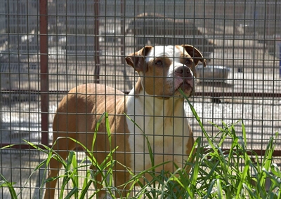 Scam alert: Government is not offering R1 500 reward for reporting pit bulls owners