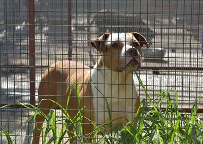 Scam alert: Government is not offering R1 500 reward for reporting pit bulls owners