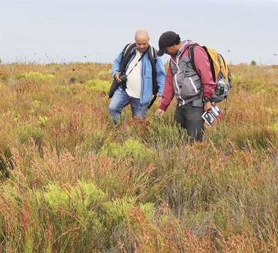 Rare buchu plant: municipality 'committed to protecting the natural environment'