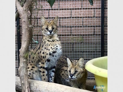 Servals confiscated from Bryanston home