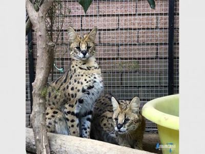 Servals confiscated from Bryanston home