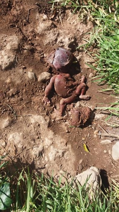Fetus in stegie ontdek