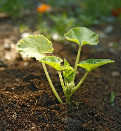 Establish a low maintenance garden