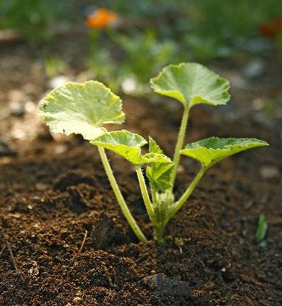 Establish a low maintenance garden
