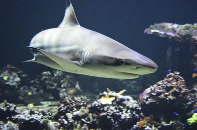 Southern and Eastern Cape shark alert