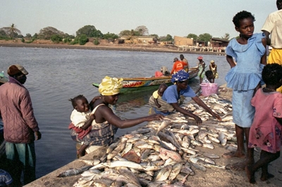 SA secures access to export fish products in US market
