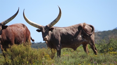Vee- en wildveiling, Lasarus Game Farm