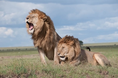 Creecy to release report on management of wild animals