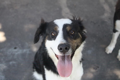 Adopt a furry friend