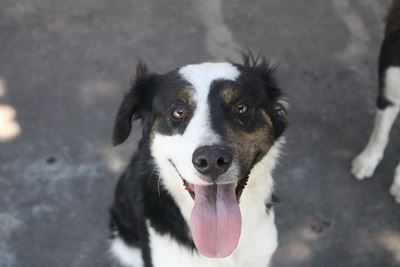 Adopt a furry friend