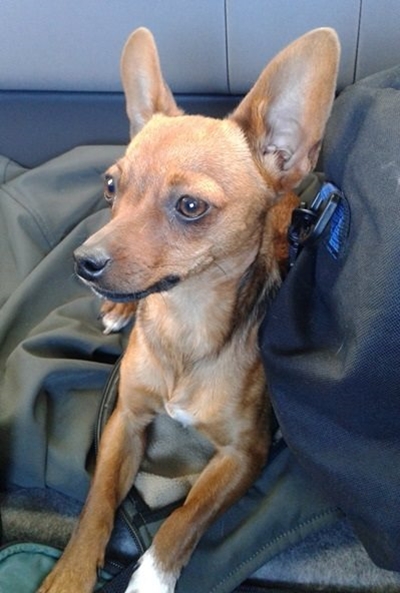 Graatjie needs a loving home