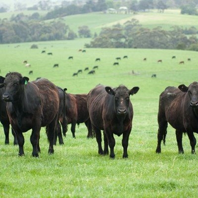 ‘Don’t complain about stock theft cases online’