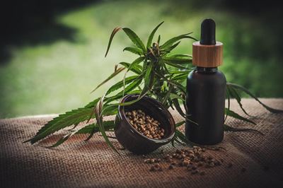 ‘SA well-positioned to become leader in cannabis production’