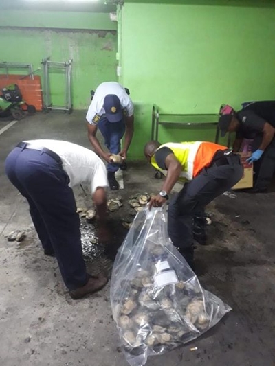Abalone confiscated at the Durban business premises