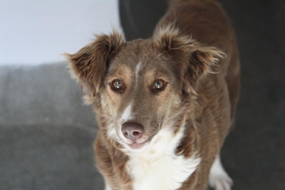 SPCA pets available for adoption