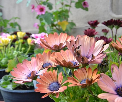 Wild flower show, plant sale at botanical garden