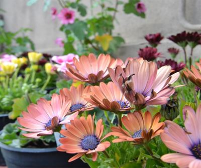 Wild flower show, plant sale at botanical garden