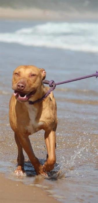 Dogs available for you at Odin