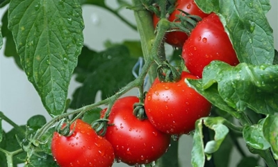 Grow great tomatoes 