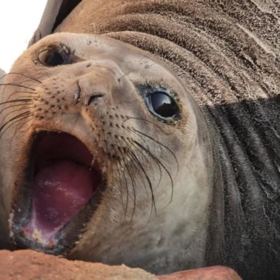Olifantrob besoek Mosselbaai