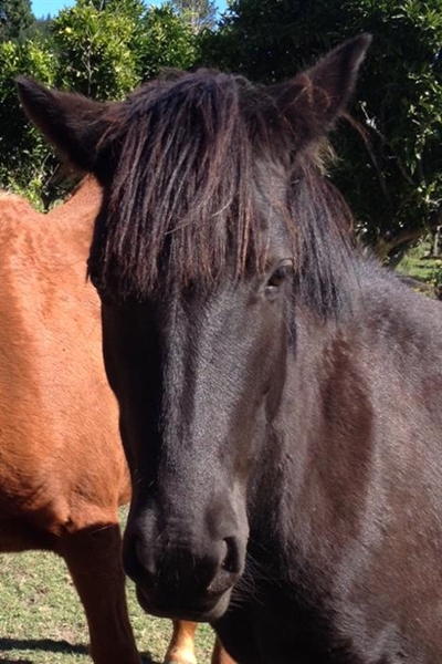 Precious ponies still missing after fire