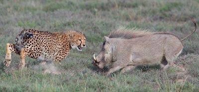 Motherly instinct: Cheetah vs warthog