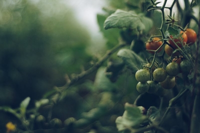 Read this before growing tomatoes