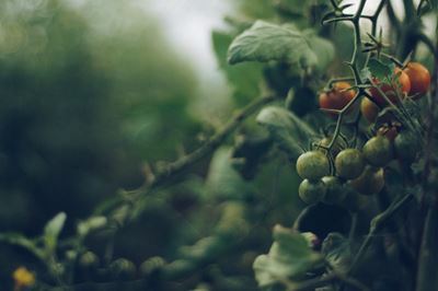 Read this before growing tomatoes
