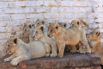Blood Lions says Creecy’s task team will help bring end to captive lion industry