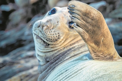 Seal you later, Columbo!