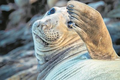 Seal you later, Columbo!