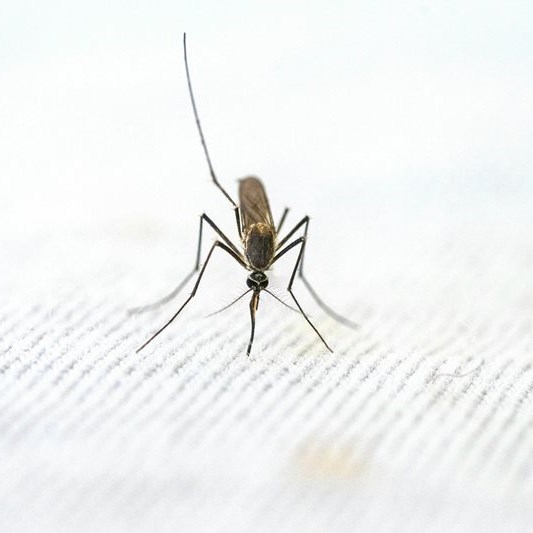 How to stop five-year-olds from dying every minute this World Malaria Day 