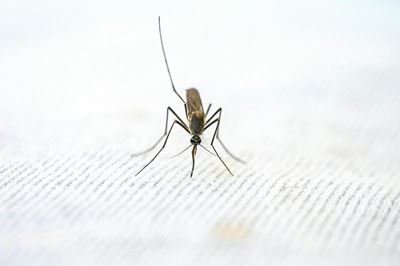 How to stop five-year-olds from dying every minute this World Malaria Day 